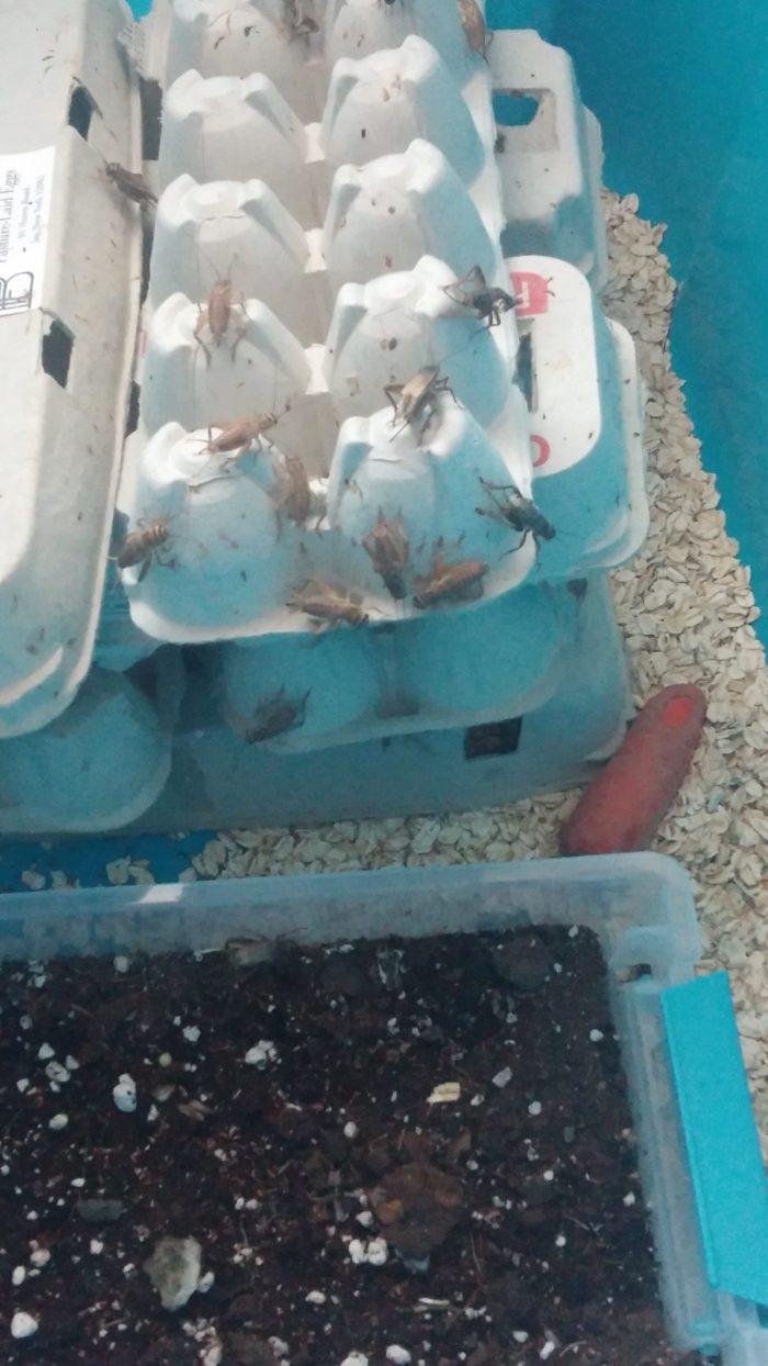 How to Raise Edible Crickets